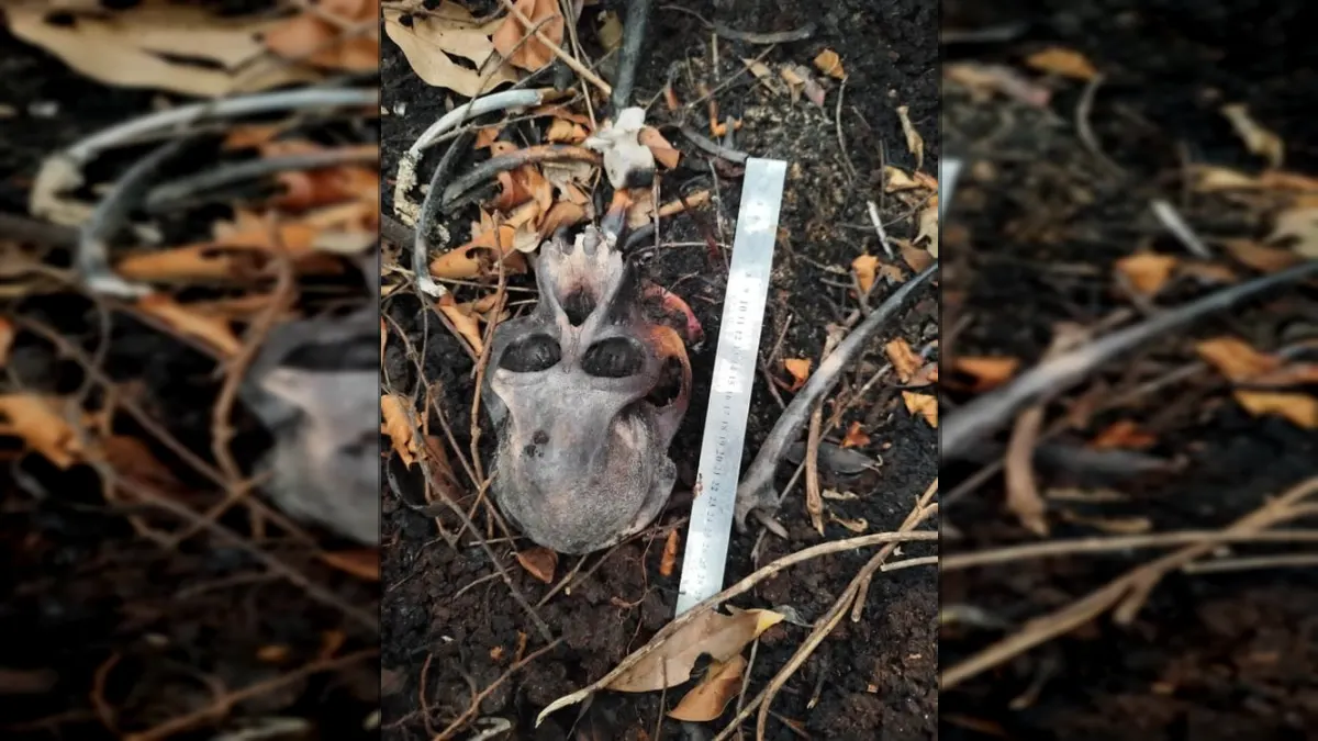 Suspected Orangutan Skull Found in Ketapang Palm Oil Plantation, Team Prepares Forensic Test