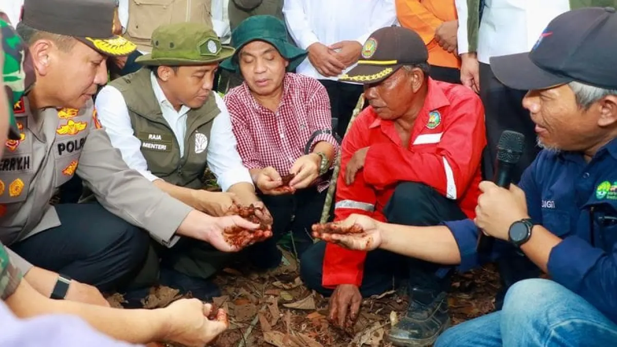 Ministry of Forestry Prepares Presidential Decree on BPGMN, New Peat and Mangrove Management Agency
