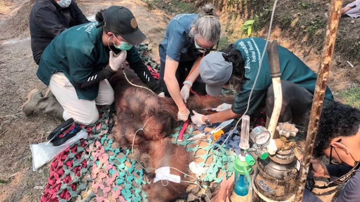 Orangutan Mati Diduga Terdampak Asap Karhutla