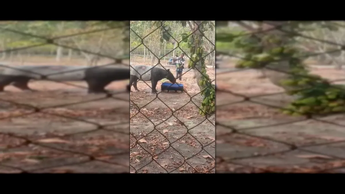 Female Tapir Trapped in Mesuji Oil Palm Plantation Canal, Evacuated by BKSDA