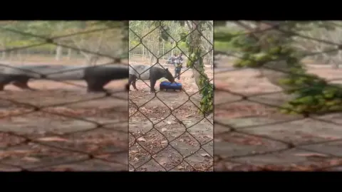 Female Tapir Trapped in Mesuji Oil Palm Plantation Canal, Evacuated by BKSDA