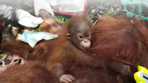 Three Orangutans Victims of Forest and Land Fire Evacuated in North Kayong, One Suffers Burns