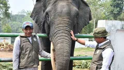 Sumatran Elephant Corridor in Bukit Tigapuluh Strengthened, Residents Around the Forest Involved