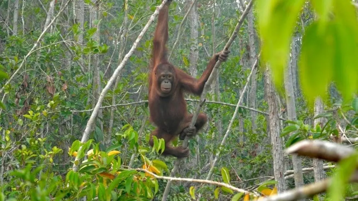 Karhutla Ancam Orangutan, Kemenhut Gelar Patroli Harian dan Perkuat Call Center