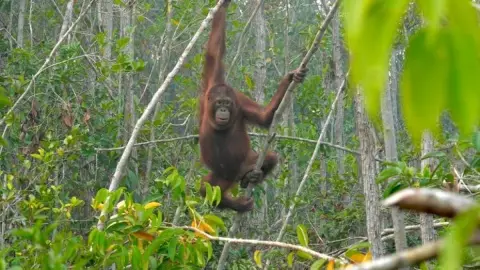 Karhutla Ancam Orangutan, Kemenhut Gelar Patroli Harian dan Perkuat Call Center