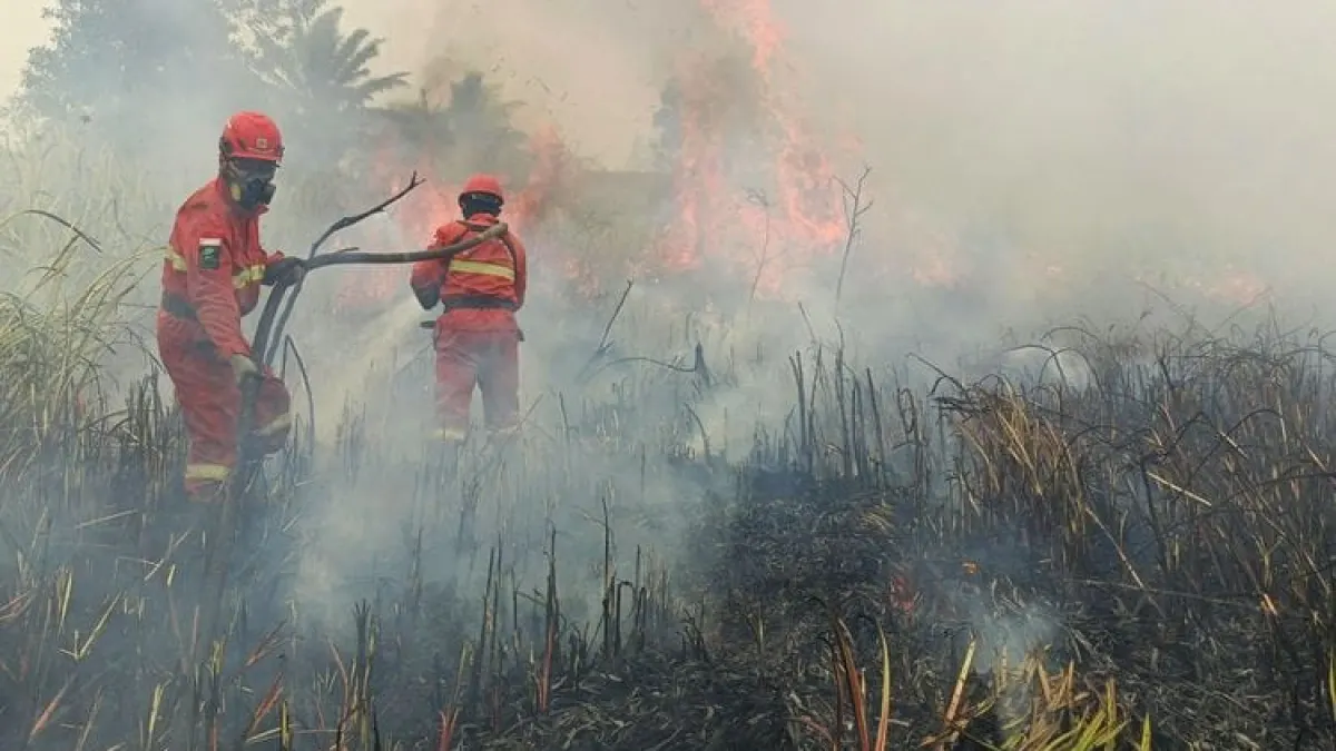 National Hotspots Jump to 1,271, Central Kalimantan (Kalteng) and West Kalimantan (Kalbar) Become Focus of Forest and Forestry Control