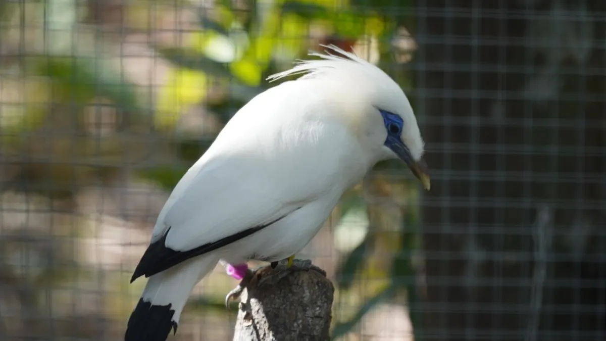 15 Bali Curiks Released in Tabanan, Two Rescued from Trapped Cages