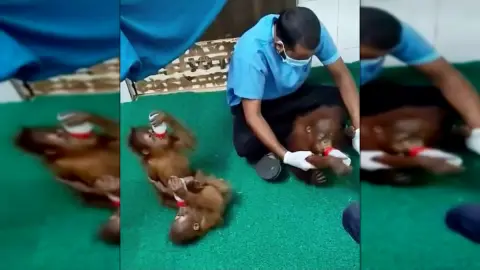 Five Baby Orangutans Found in India, Indonesia Prepares for Repatriation