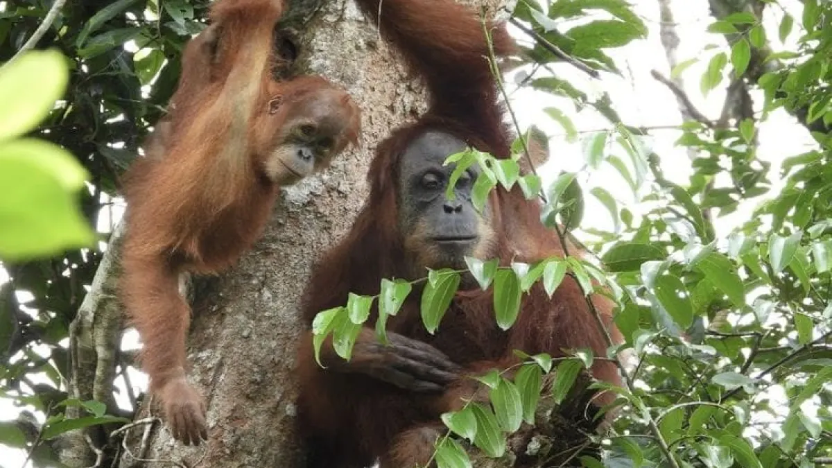 Orangutan Marconi Terpantau Bersama Anak Kedua di Cagar Alam Jantho