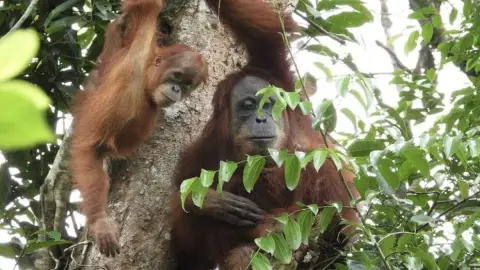 Orangutan Marconi Terpantau Bersama Anak Kedua di Cagar Alam Jantho