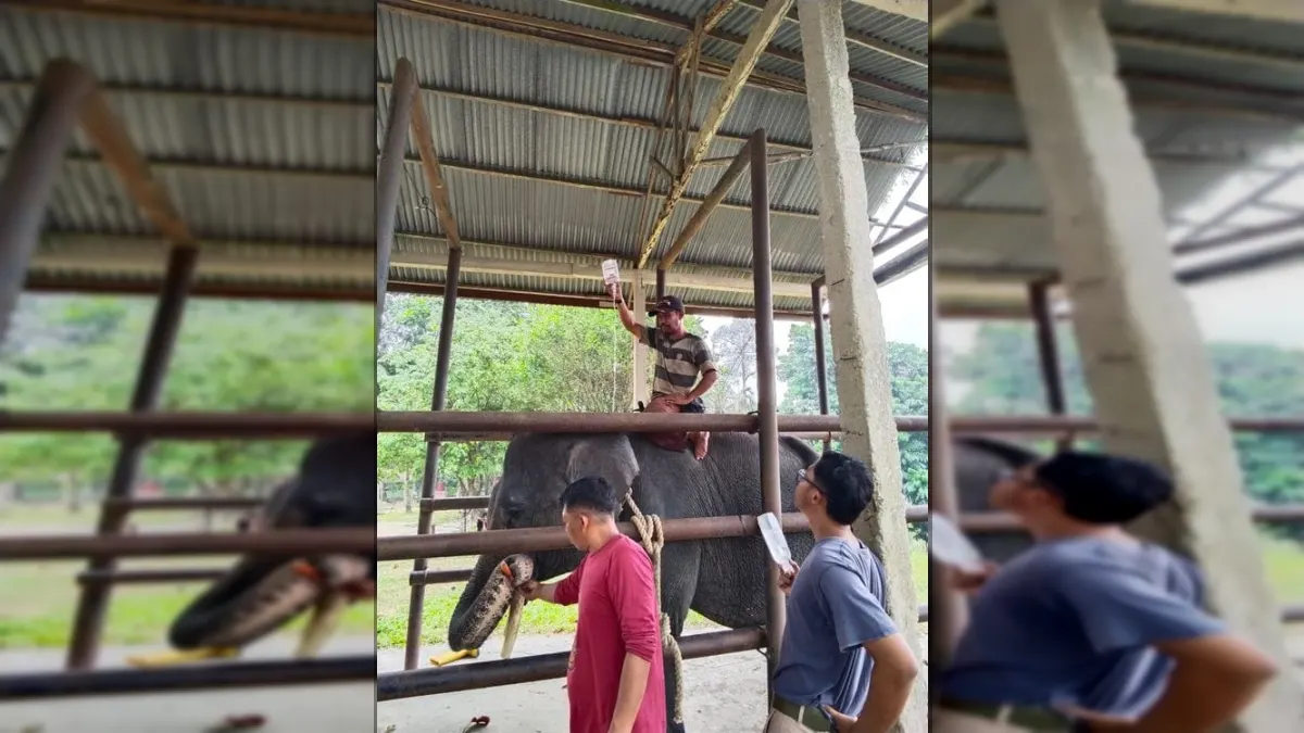 Elephant Diego Dies at PLG Minas, Allegedly Due to Chronic Gastrointestinal Infection