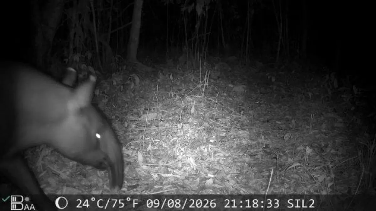 Kamera Trap Rekam Dua Tapir di Mesuji, Perlindungan Habitat Diperkuat