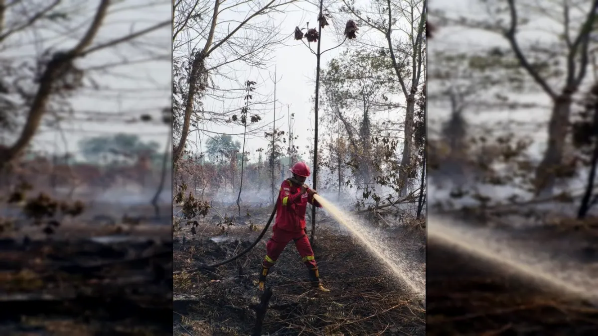 Forest and Land Fires Threaten Wildlife Habitat, Ministry of Forestry Strengthens Protection