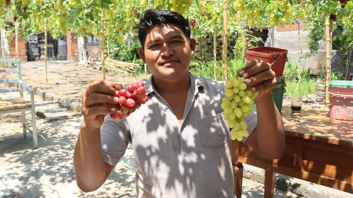 Wisata Petik Anggur di Pejarakan Buleleng, Bisa Cicipi Sebelum Memilih