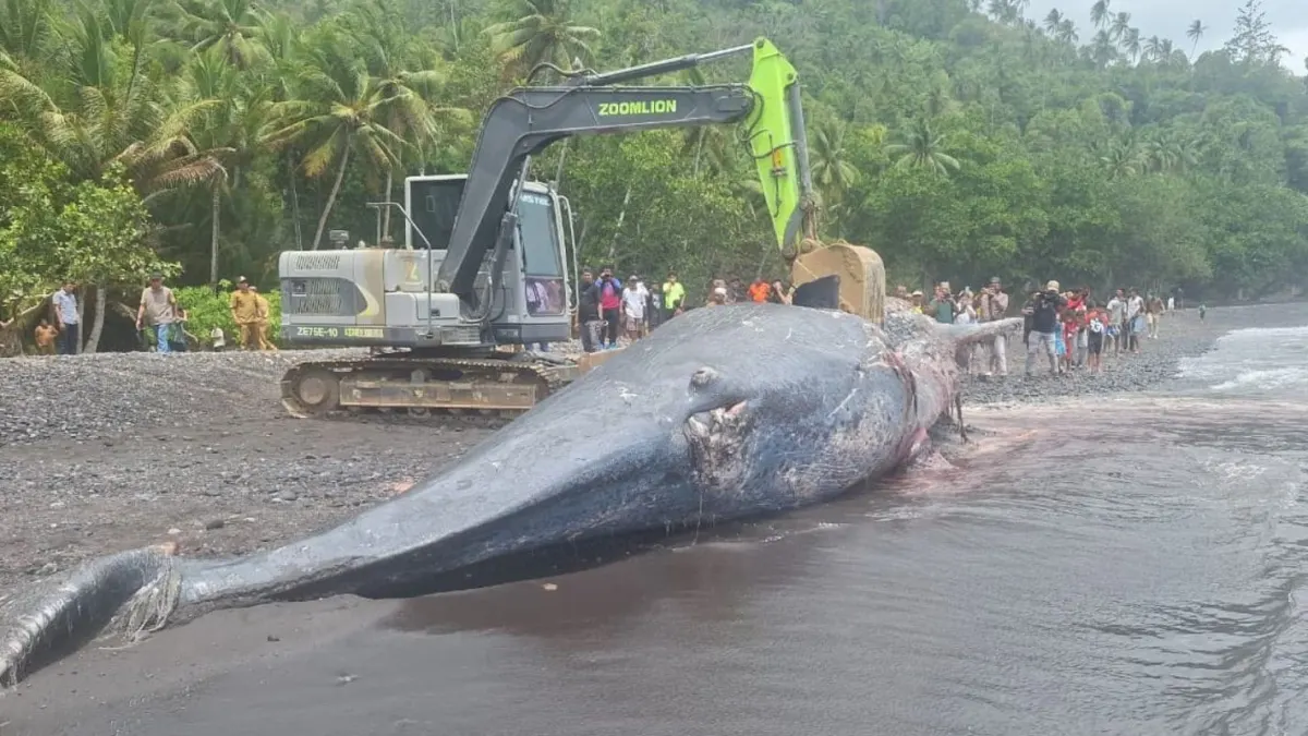 9.8-Meter Sperm Whale Stranded in Ternate, KKP Reveals Condition