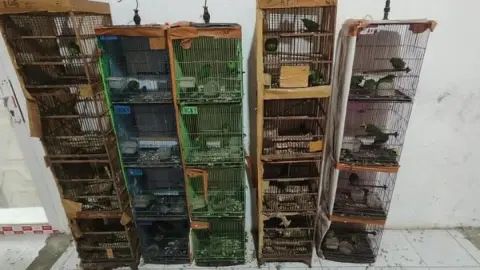 101 Protected Birds Found in Medan, Gakkum Forestry Investigates Alleged Trafficking Network
