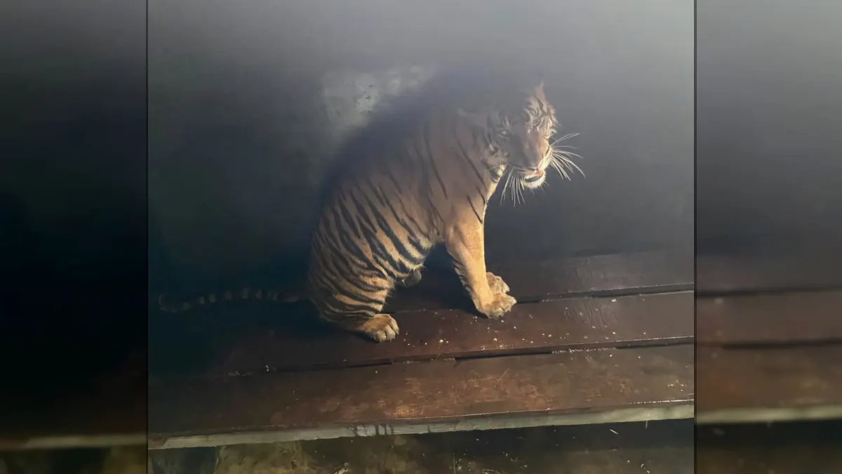 Harimau Sumatra di Pelalawan Dievakuasi, BBKSDA Riau Tunggu Hasil Tes DNA