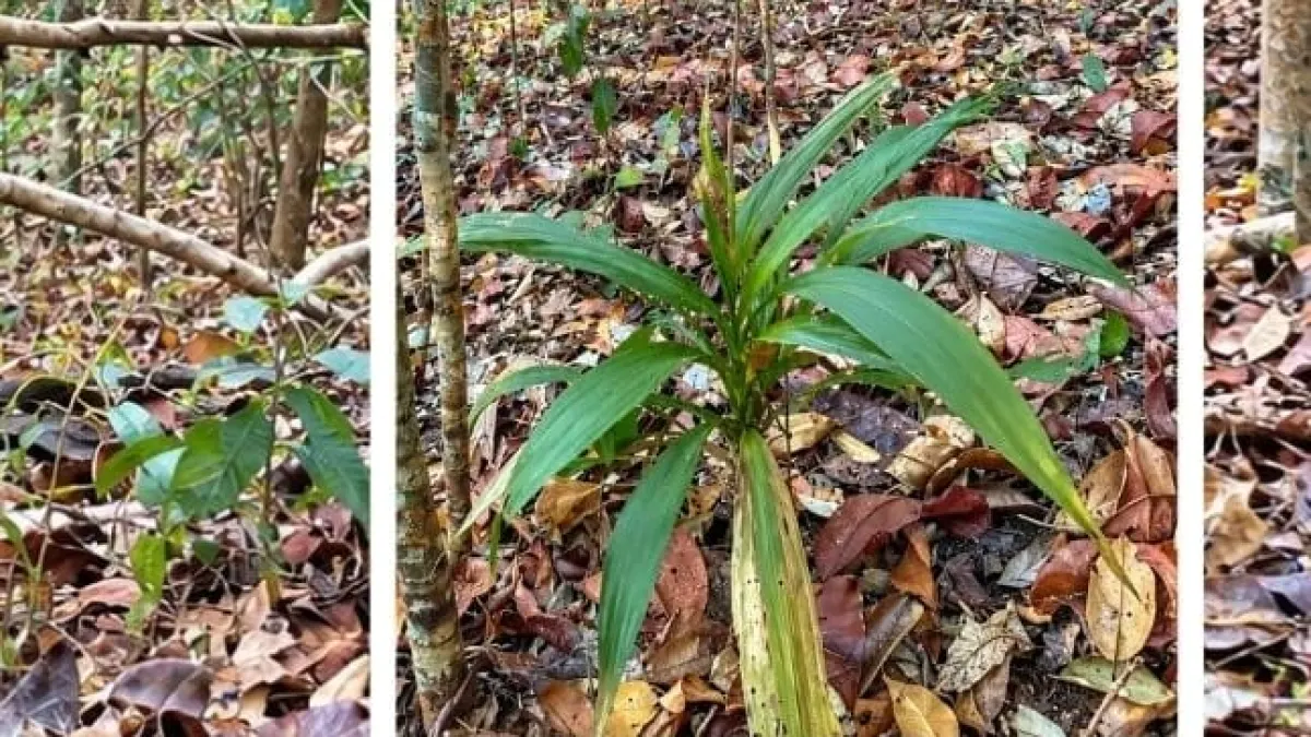Anggrek Neuwiedia Veratrifolia Masih Ditemukan di Bawean saat Musim Kering