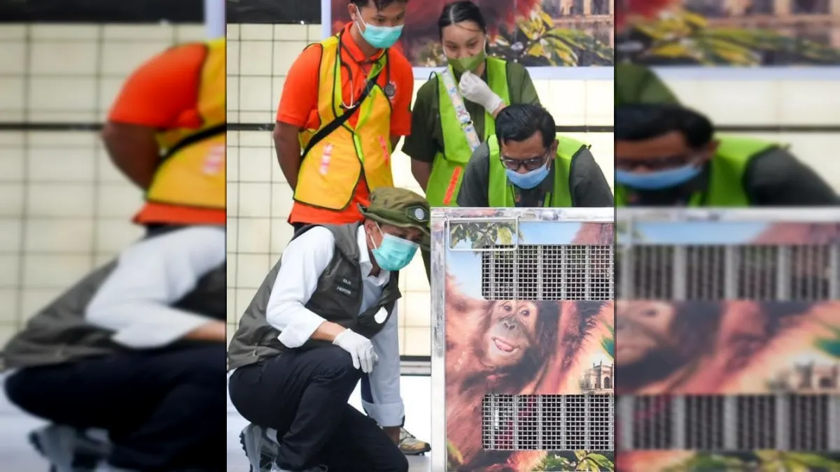 Orangutan Sumatera Korban Perdagangan Ilegal Dipulangkan dari India, Jalani Rehabilitasi di Langkat