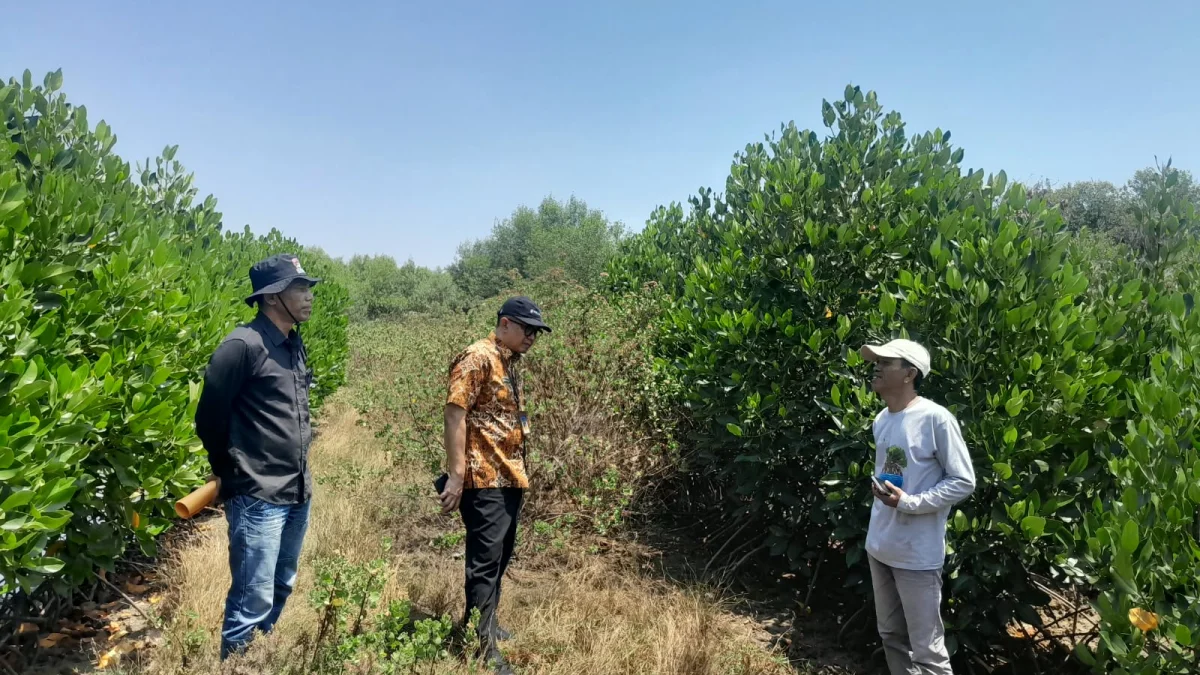 Dokumentasi: 45 Ribu Mangrove Pulihkan 25 Hektare Pesisir Pulau Cangkir