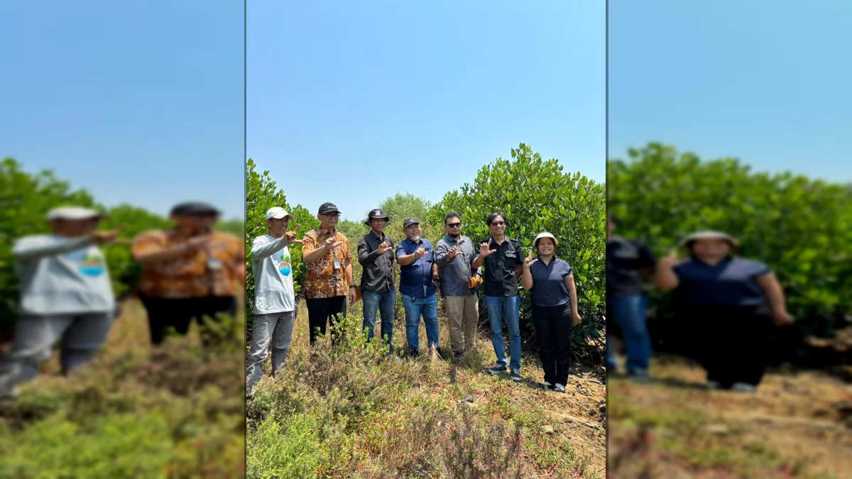 45 Ribu Mangrove Pulihkan 25 Hektare Pesisir Pulau Cangkir