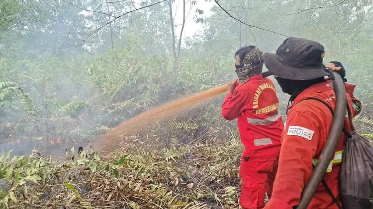 National Forest and Forestry Hotspots Down, South Sumatra (Sumsel) Records 184 Spots and Riau Zero
