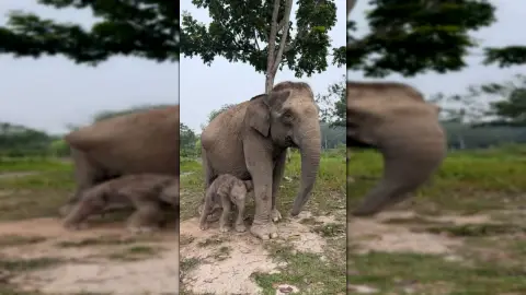 Sumatran Elephant Lisa Gives Birth in Tesso Nilo, Her Child Stands Up 20 Minutes After Birth